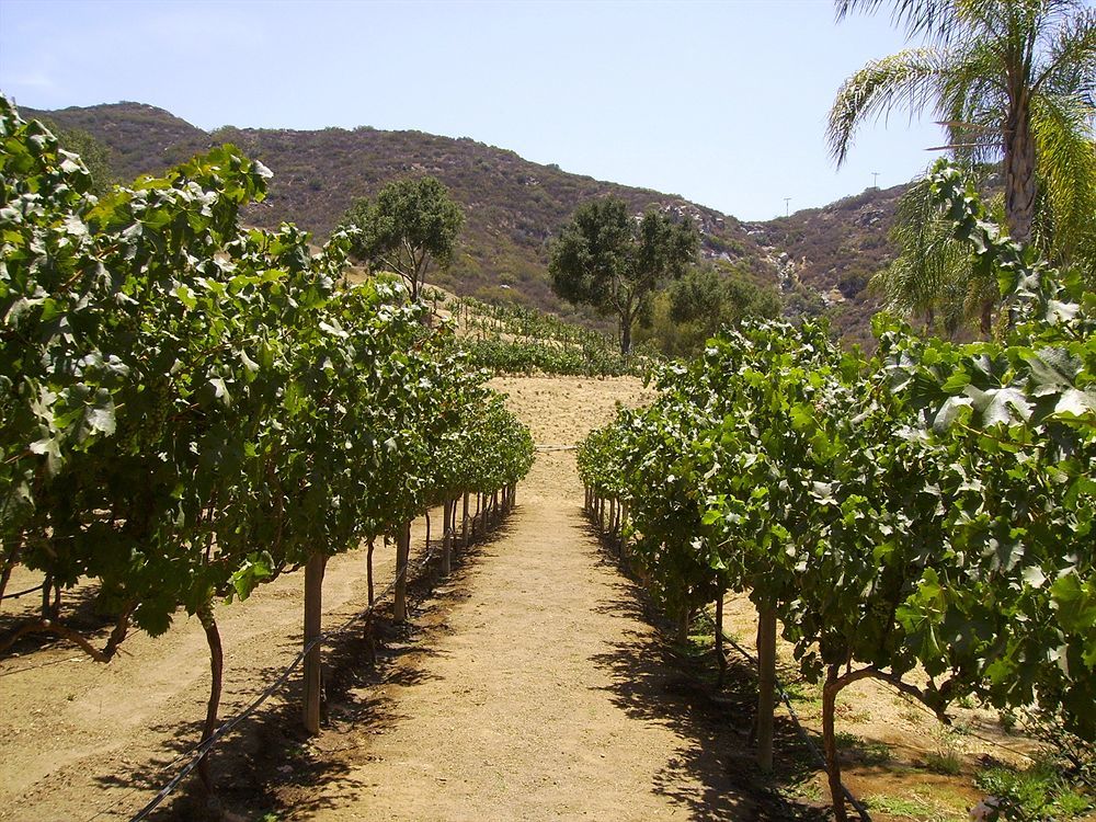 Vineyard Hacienda Ξενοδοχείο Spring Valley  Εξωτερικό φωτογραφία